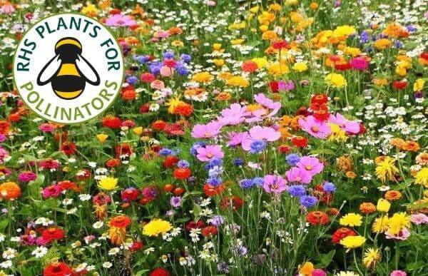 Bees & Butterflies Wildflower Seed Mix